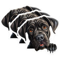 (3 Pack) Cane Corso Decals - Dog Breed Sticker - Italian Mastiff Laptop Decal - 3 Inches On Longest Side - Easy Peel & Apply - Made in USA - 3MCS8663