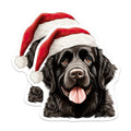 (2 Pack) Newfoundland Dog Magnets - Christmas Holiday Decor - Festive Pet Lover Accessory - 5 Inches On Longest Side - Thick Durable Magnet - Made in USA - MAG24142