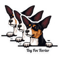 (3 Pack) Toy Fox Terrier Decals - Cute Dog Decal - Laptop Decals - 3 Inches On Longest Side - Easy Peel & Apply - Made in USA - 3MCS2993