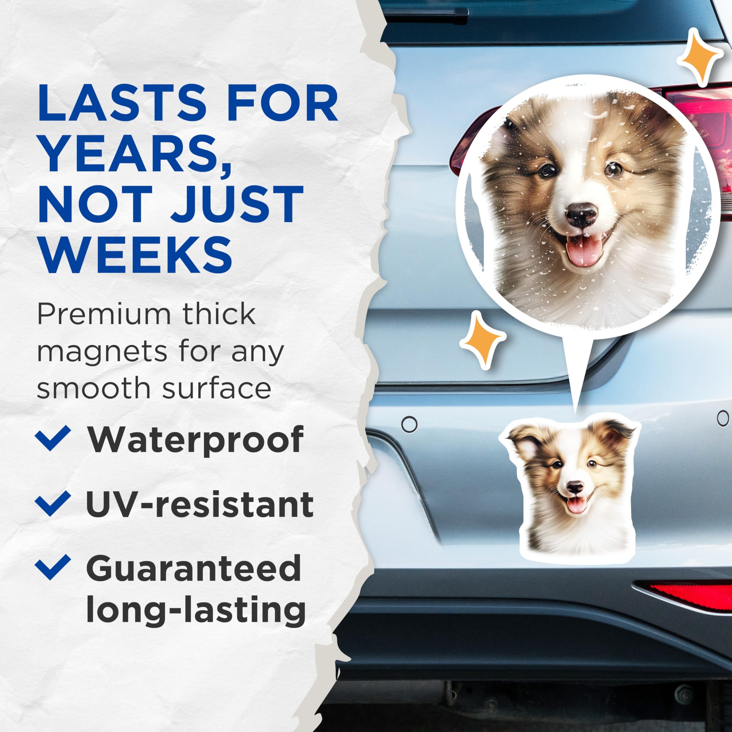 (2 Pack) Shetland Sheepdog Puppy Magnets - Adorable Dog Lover Art - Pet Mom Dad Refrigerator Decor - 5 Inches On Longest Side - Thick Durable Magnet - Made in USA - MAG28474