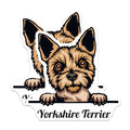 (2 Pack) Yorkshire Terrier Dog Stickers - Cute Dog Breed Stickers - Puppy Stickers for Pet Lovers - 5" On Longest Side - Sticks to Smooth Flat Surfaces - Made in USA - BMCS4229