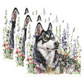 (3 Pack) Husky Decals - Dog Stickers - Laptop Decals- 3 Inches On Longest Side - Easy Peel & Apply - Made in USA - 3MCS5841