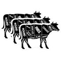 (3 Pack) Cow Cuts Decals - Butcher Diagram - Livestock Cattle Decals - 3 Inches On Longest Side - Easy Peel & Apply - Made in USA - 3MCS7982