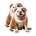 (2 Pack) Bulldog Magnets - Happy English Bulldog Art - Pet Dog Lover Home Fridge Locker Magnetic Decor Display - 5 Inches On Longest Side - Thick Durable Magnet - Made in USA - MAG24837