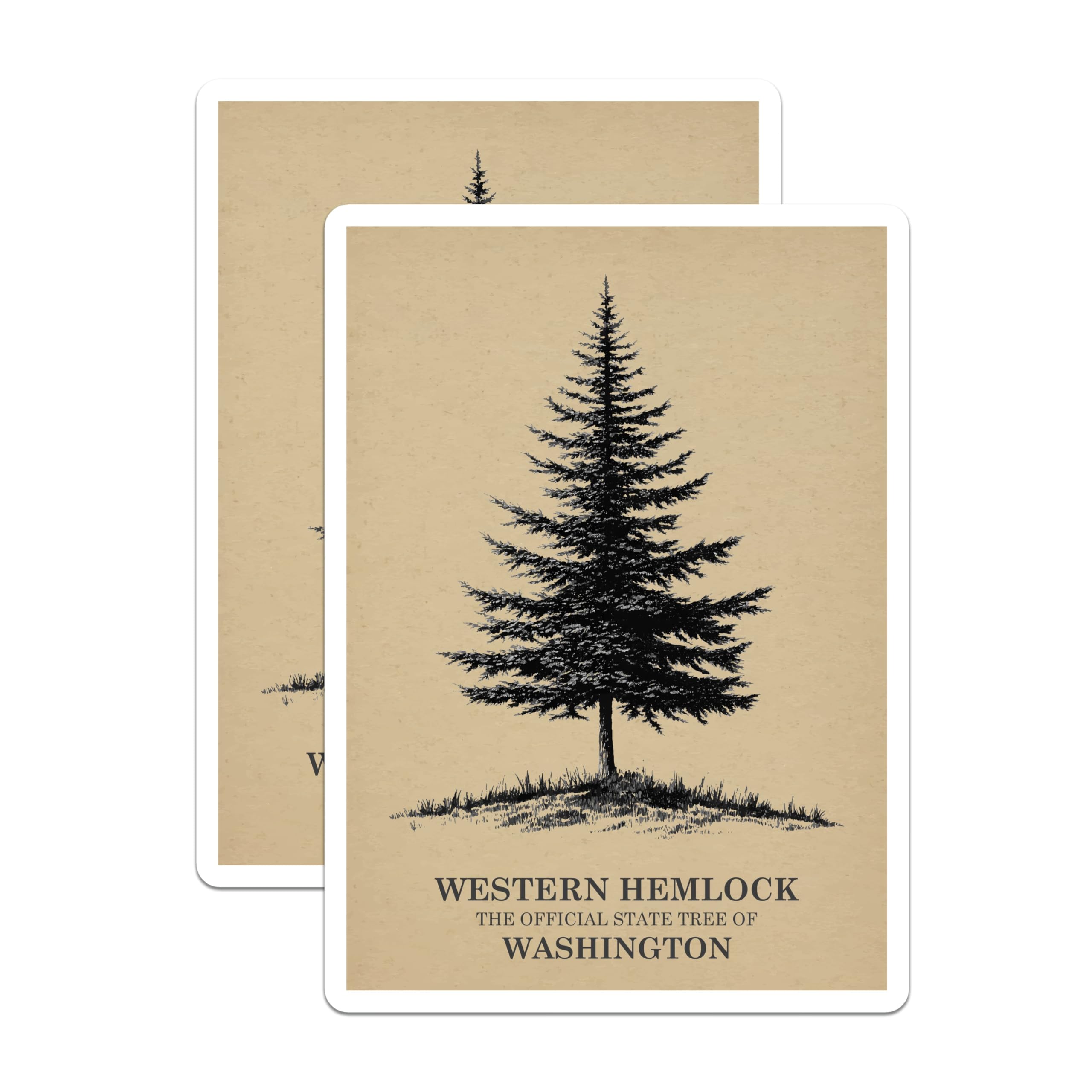 (2 Pack) Western Hemlock Magnets - Washington State Tree - Botanical Forest Decor - 5 Inches On Longest Side - Thick Durable Magnet - Made in USA - MAG19338