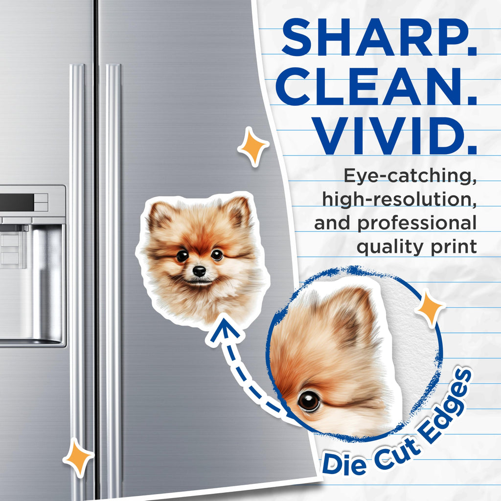 (2 Pack) Pomeranian Dog Magnets - Fluffy Puppy Art - Pet Owner Fridge Magnets - 5 Inches On Longest Side - Thick Durable Magnet - Made in USA - MAG26718