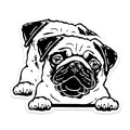 (2 Pack) Pug Dog Stickers - Cute Pug Lover Decal - Adorable Pet Sticker - 5" On Longest Side - Sticks to Smooth Flat Surfaces - Made in USA - BMCS4045