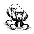 (2 Pack) Poodle Dog Magnets - Cute Puppy Breed - Refrigerator Decor - 5" On Longest Side - Premium Magnet - for Cars, Refrigerators, Toolboxes, Lockers - Made in USA - MAG14099