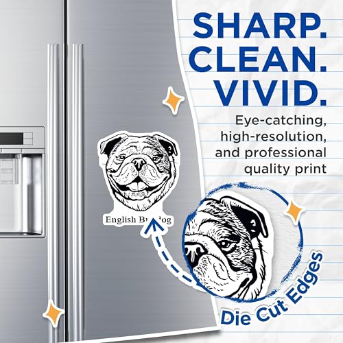 (2 Pack) English Bulldog Magnets - Dog Lover - Animal Art Fridge Accessories - 5" On Longest Side - for Cars, Fridges, Toolboxes - Made in USA - MAG4028