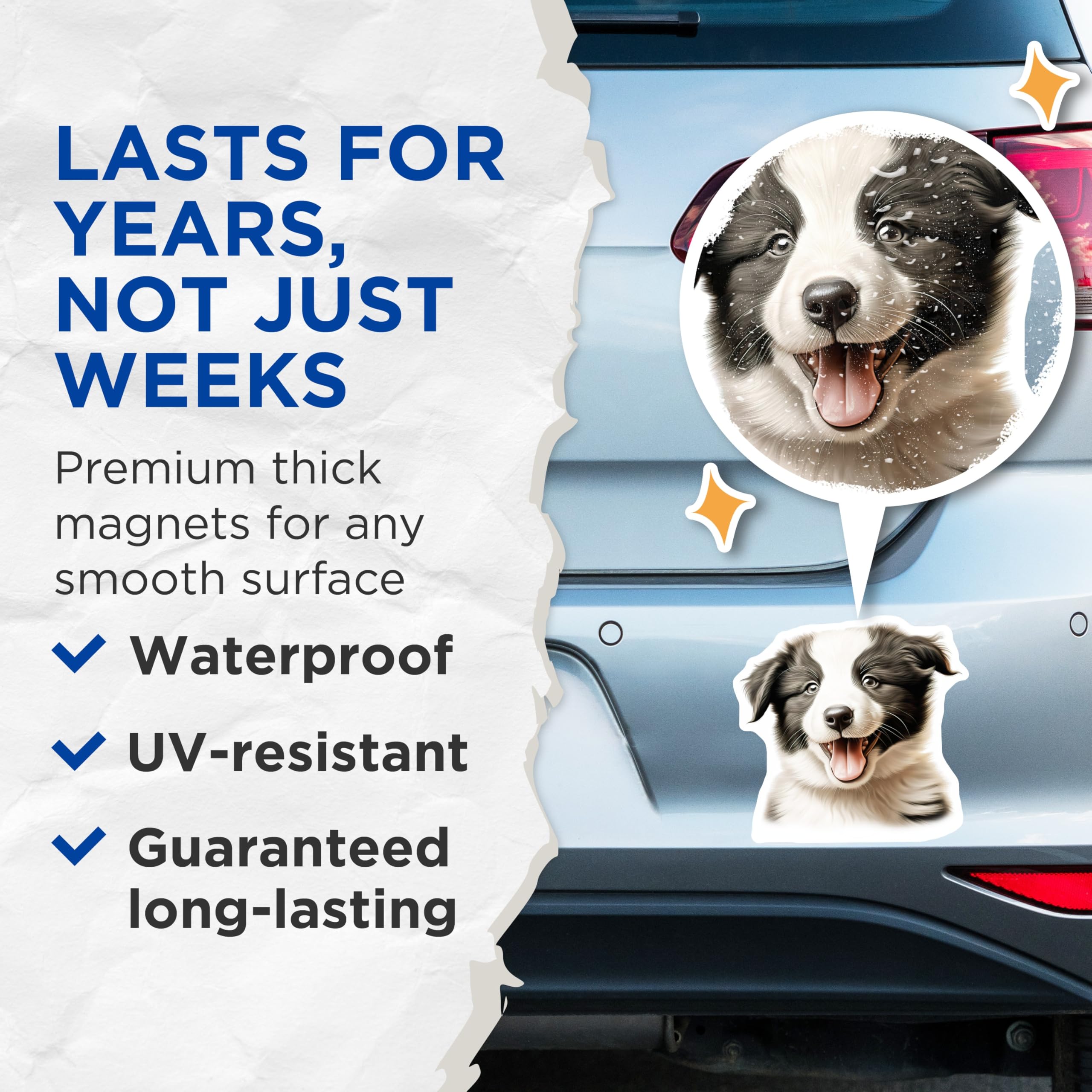 (2 Pack) Border Collie Puppy Magnets - Cute Dog Refrigerator Decor - Pet Owner Kitchen Accessories - 5 Inches On Longest Side - Thick Durable Magnet - Made in USA - MAG28045