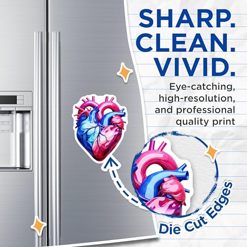 (2 Pack) Anatomical Heart Art Magnets - Unique Fridge Decor - Science Lover - 5" On Longest Side - for Cars, Fridges, Toolboxes - Made in USA - MAG6624