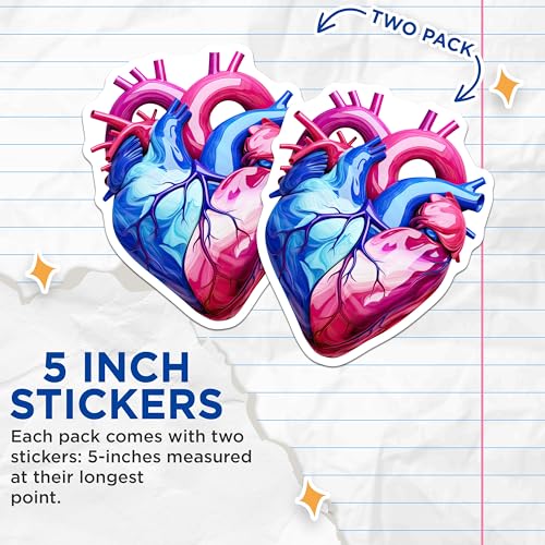 (2 Pack) Heart Anatomy Stickers - Medical Art - Blue Pink Heart Design - 5" On Longest Side - Sticks to Smooth Flat Surfaces - Made in USA - BMCS6624