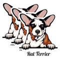(3 Pack) Rat Terrier Decals - Dog Breed Stickers - Laptop Stickers - 3 Inches On Longest Side - Easy Peel & Apply - Made in USA - 3MCS2989