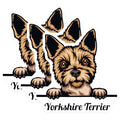 (3 Pack) Yorkshire Terrier Decals - Dog Lover Sticker - Cute Pet Breed Decals - 3 Inches On Longest Side - Easy Peel & Apply - Made in USA - 3MCS2998