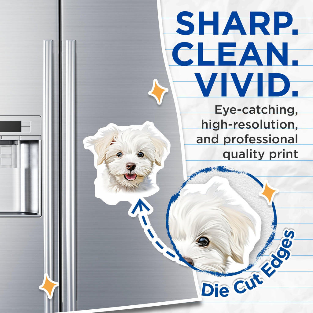 (2 Pack) Cute Maltese Puppy Magnets - Fluffy White Dog Decor - Adorable Pet Owner Refrigerator - 5 Inches On Longest Side - Thick Durable Magnet - Made in USA - MAG27565