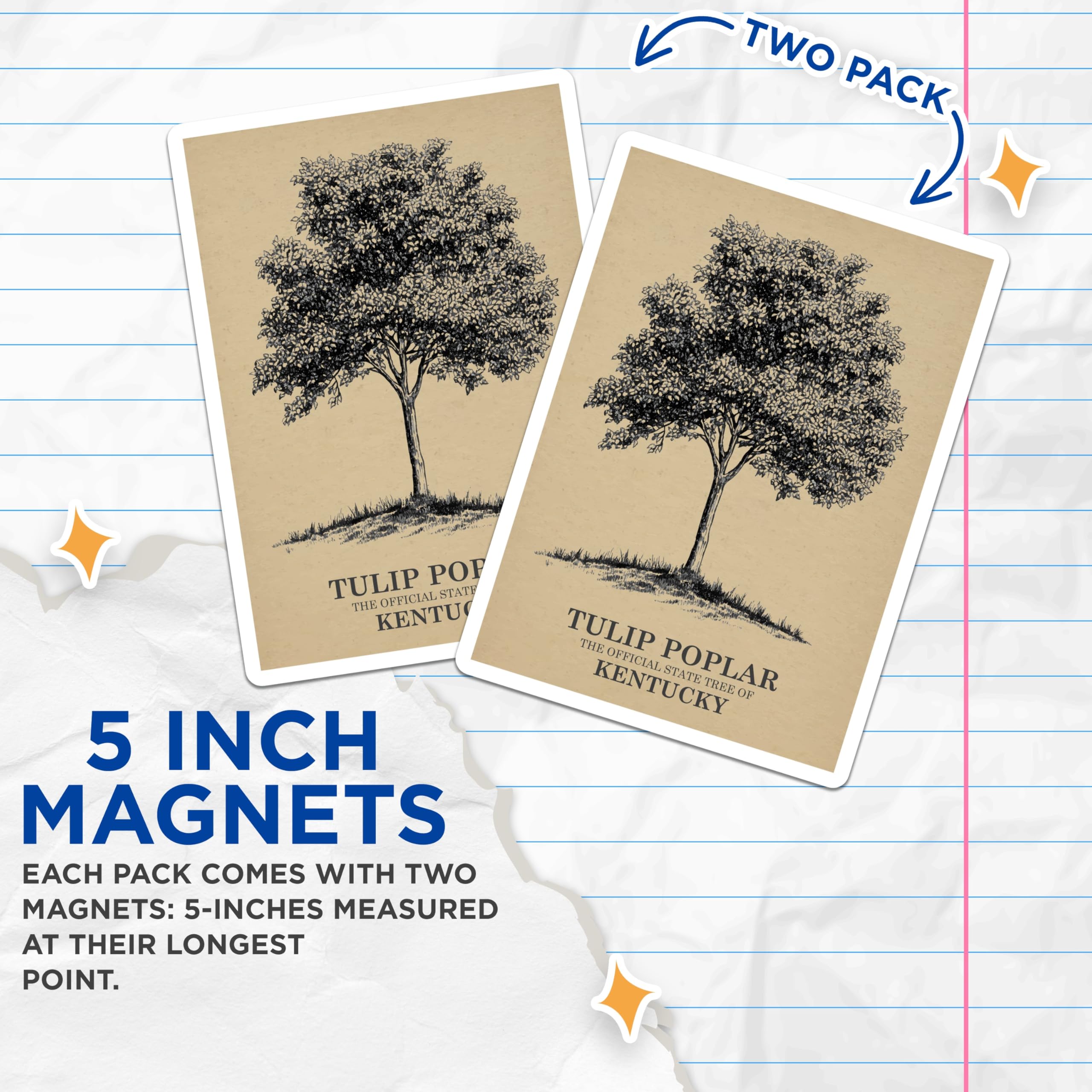 (2 Pack) Tulip Poplar Magnets - Kentucky State Tree - Botanical Art Magnet - 5" On Longest Side - Premium Magnet - for Cars, Refrigerators, Toolboxes, Lockers - Made in USA - MAG18203