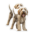 (2 Pack) Grand Basset Griffon Vendeen Magnets - Beloved Dog Breed Art - Shaggy Hound Enthusiast Decor - 5 Inches On Longest Side - Thick Durable Magnet - Made in USA - MAG23598