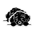 (2 Pack) Cute Poodle Dog Magnets - Peekaboo Puppy Refrigerator - Pet Vehicle Decor - 5 Inches On Longest Side - Thick Durable Magnet - Made in USA - MAG38650
