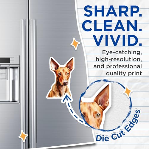 (2 Pack) Ibizan Hound Magnets - Watercolor Dog Lover Decor - Sighthound Kitchen Accent - 5 Inches On Longest Side - Thick Durable Magnet - Made in USA - MAG29772