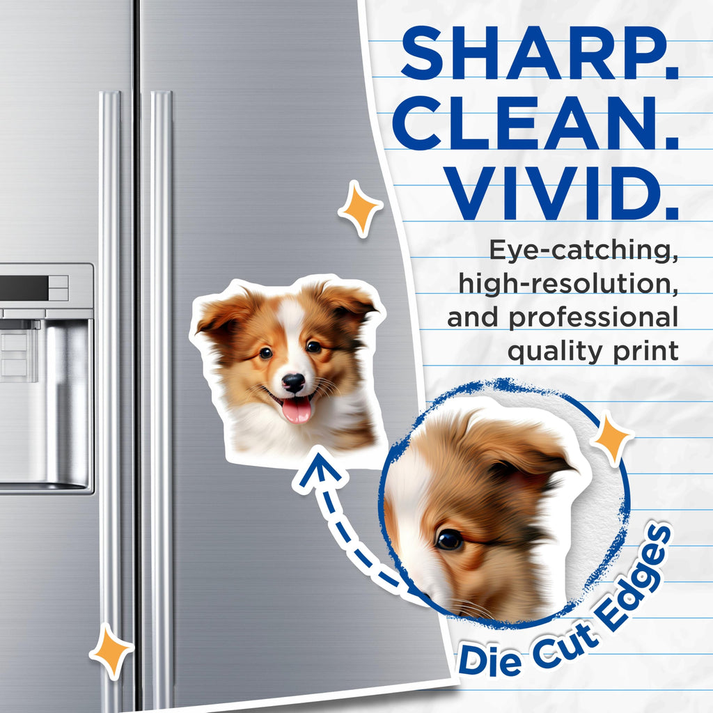 (2 Pack) Cute Puppy Magnets - Border Collie Sheltie - Dog Lover Accessory - 5 Inches On Longest Side - Thick Durable Magnet - Made in USA - MAG29837