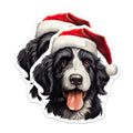 (2 Pack) Christmas Dog Magnets - Santa Hat Border Collie Art - Festive Pet Refrigerator Decor - Winter Holiday Animal Magnet - 5 Inches On Longest Side - Thick Durable Magnet - Made in USA - MAG23470
