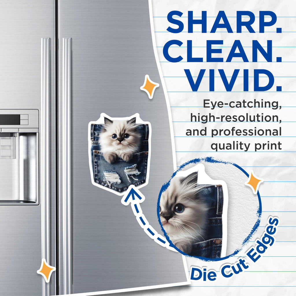 (2 Pack) Pocket Cat Magnets - Ragdoll Kitten - Blue Eyes Refrigerator Decor - 5" On Longest Side - Premium Magnet - for Cars, Refrigerators, Toolboxes, Lockers - Made in USA - MAG14985