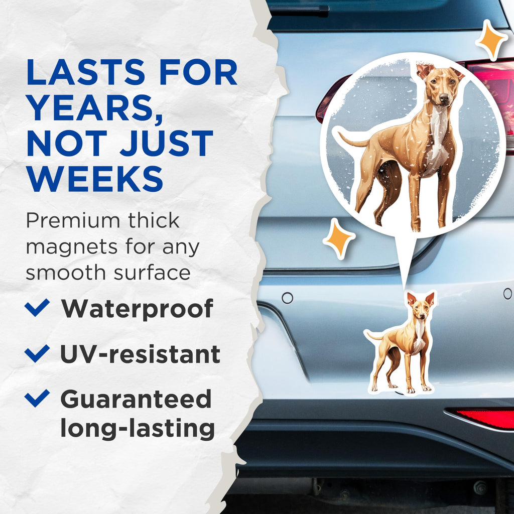 (2 Pack) Ibizan Hound Magnets - Podenco Dog Art - Sighthound Lover Decor - Pet Parent Kitchen Accent - Dog Mom Dad Present - 5 Inches On Longest Side - Thick Durable Magnet - Made in USA - MAG29018